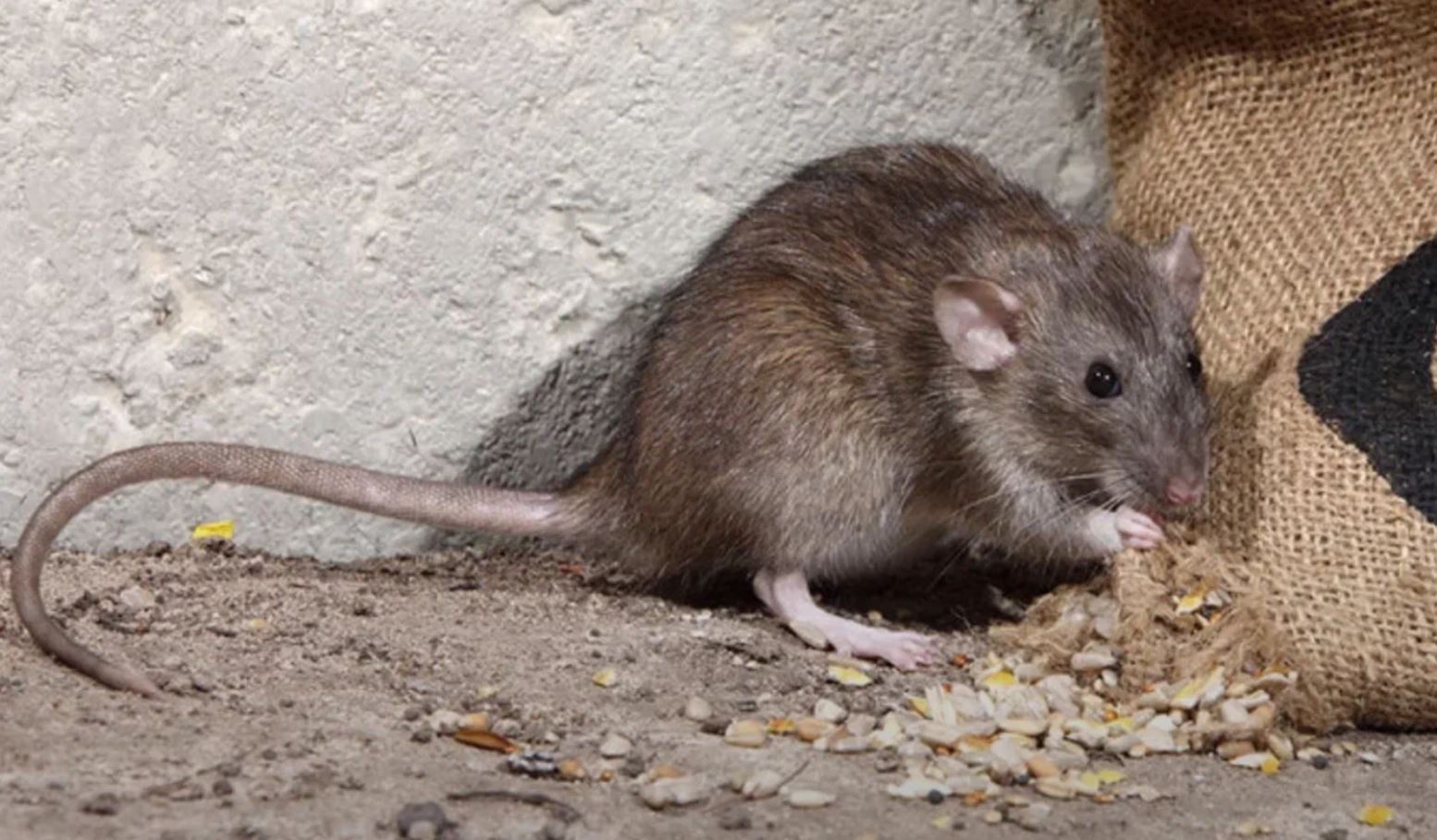 фото: Профессиональная дератизация в Вологде: <br/>+7-909-173-42-96