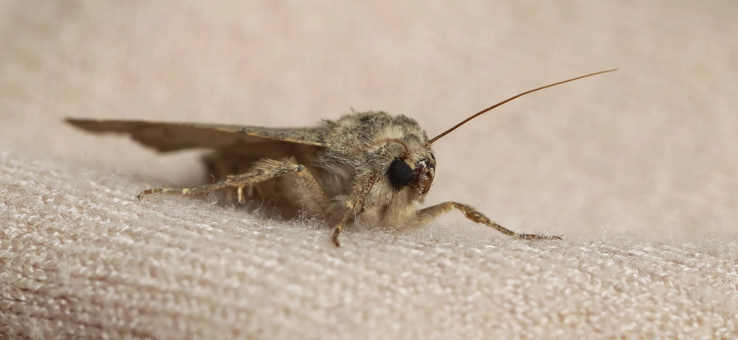 фото: Профессиональная обработка от моли в Вологде: <br/>+7-909-173-42-96